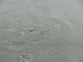 中国旅行記＠青海省編、青海湖で見た魚でナマズの仲間
