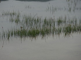 青海省観光旅行記＠青海湖に生える水生植物