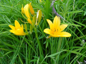 青海省観光＠青海湖で見た黄色い花の高原植物