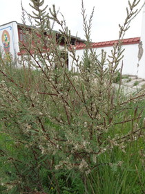 青海省観光＠高原に生える木を青海湖にて見る
