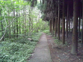 中国旅行記、都江堰観光編＠中州にある林道。右が杉、左が自然の木々