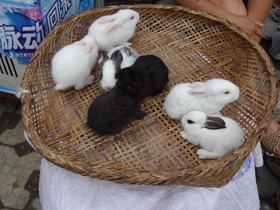 成都、黄龍渓(黄龙溪)観光旅行編＠バス乗り場付近の商店と露天で売られていたウサギ
