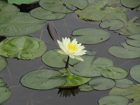 黄龍渓(黄龙溪)観光旅行編＠池に咲く黄色いスイレンの花