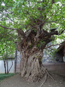 中国旅行記＠成都観光編、錦里で見た樹齢が長そうな巨木