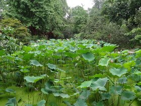 中国旅行記＠成都観光編、錦里の池に咲く蓮