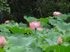 成都観光＠錦里の池に咲く蓮の花