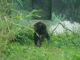 成都観光編＠成都動物園のチンパンジー