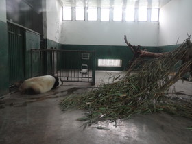 中国旅行記＠成都観光編、成都動物園で寝ているパンダ