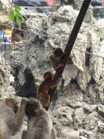 成都観光編＠成都動物園の子供の猿
