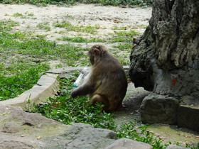 中国旅行記＠成都観光編、成都動物園の猿