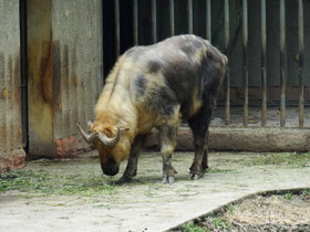 成都観光旅行編＠成都動物園で見た水牛らしき牛