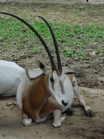 成都観光旅行編＠成都動物園。アフリカのガゼルらしき鹿