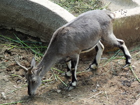 成都観光旅行編＠成都動物園で見た鹿の仲間