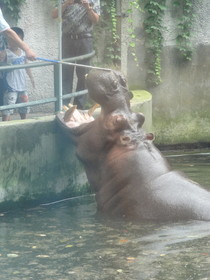 成都観光編＠成都動物園のカバに餌を与える観光客