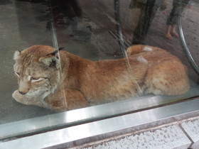 成都観光旅行編＠成都動物園のネコ科の肉食動物