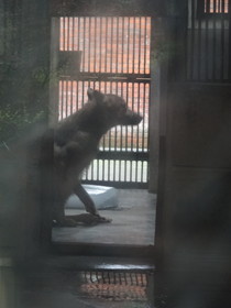成都観光編＠成都動物園で見たイヌ科の肉食獣