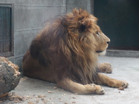 成都観光編＠成都動物園のライオン