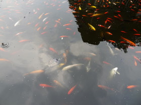 成都観光旅行編＠成都動物園の池で泳ぐ鯉、フナ