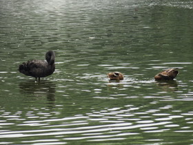 成都観光旅行編＠成都動物園の水辺で遊ぶ鴨