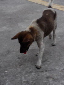 中国旅行記＠成都〜昆明へ高速バスで移動中にあった休憩所で見た犬