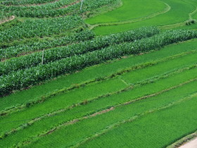 昆明〜大理観光編＠列車からの車窓風景。青々とした田んぼと畑の作物
