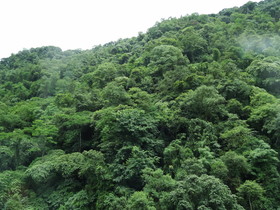 雲南旅行記＠芒市郊外のジャングル