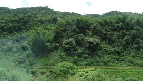 雲南旅行記＠芒市郊外の山と森林