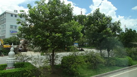 中国旅行記＠芒市の街路樹はマンゴーだ