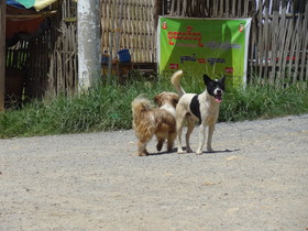 ミャンマー旅行、Muse(ムセ、ミューズ、木姐)観光編＠犬