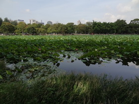 中国旅行記、昆明観光編＠翠湖を覆い尽くす蓮の葉