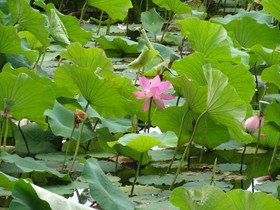 雲南旅行記、昆明観光編＠翠湖に咲く淡いピンクの蓮の花