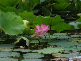 中国旅行記、昆明観光編＠翠湖に咲く淡いピンクの蓮の花