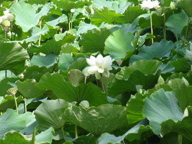 中国旅行記、昆明観光編＠翠湖に咲く白い蓮の花