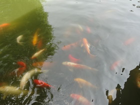 中国旅行記、昆明観光編＠翠湖にいる鯉が餌に飛びつく風景