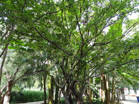 中国旅行記、昆明観光編＠翠湖の湖畔に生える大樹