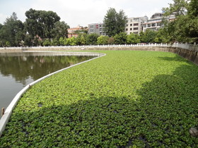 中国旅行記、昆明観光編＠翠湖に咲く睡蓮の風景