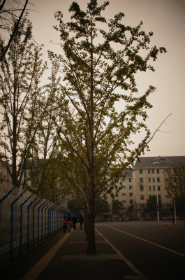 上海観光旅行記＠上海万博跡地の並木