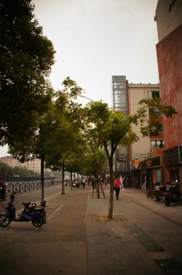上海観光旅行記＠上南路の並木