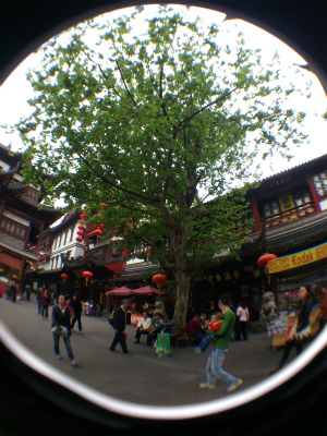 中国旅行記、上海観光＠豫園商城（商店街）の銀杏の木