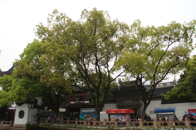 とまとじゅーす的中国旅行記＠上海観光編。豫園の入口を池から眺める