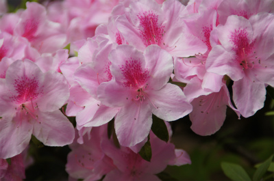 中国旅行記、上海観光＠豫園庭園内に咲くつつじの花