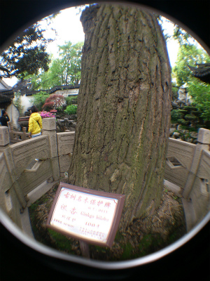 中国旅行記、上海観光＠豫園の樹齢430年を超え、高さが26mもある銀杏の樹