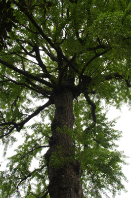 中国旅行記、上海観光＠豫園の樹齢430年を超え、高さが26mもある銀杏の樹