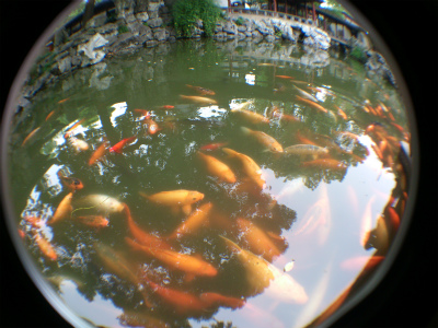 中国旅行記、上海、豫園観光＠会景楼付近の池にいる鯉
