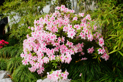 とまとじゅーす的中国旅行記、上海・豫園観光＠豫園庭園内に咲くつつじ