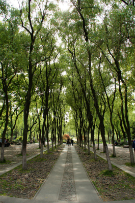 とまとじゅーす的中国旅行記、杭州観光編＠西湖の東側、南山路の出入口付近。街路樹が木陰を作っていて涼しかった