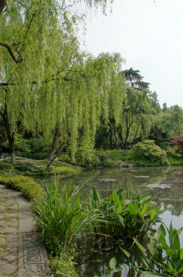 とまとじゅーす的中国旅行記、杭州観光編＠西湖の東南側、西湖十景の一つ、柳浪聞蔦。しだれ柳や草木が生い茂っていて気持ちが安らぐ