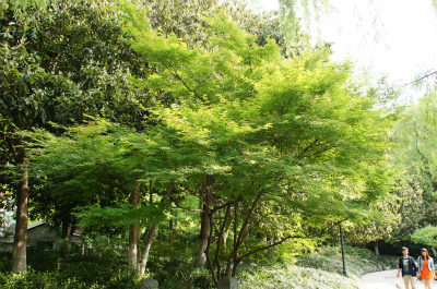 とまとじゅーす的中国旅行記、杭州観光編＠木々が生い茂る歩道沿いに西湖畔を目指す