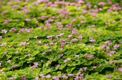とまとじゅーす的中国旅行記、杭州観光編＠西湖に通じる歩道沿いに歩きつつ、柳浪聞蔦で咲いていた淡いピンクの花を撮影