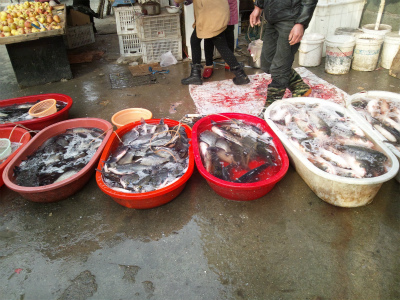 中国旅行記＠上海滞在記。上海、芷江(zhi jiang)西路、市場付近で売られている魚達